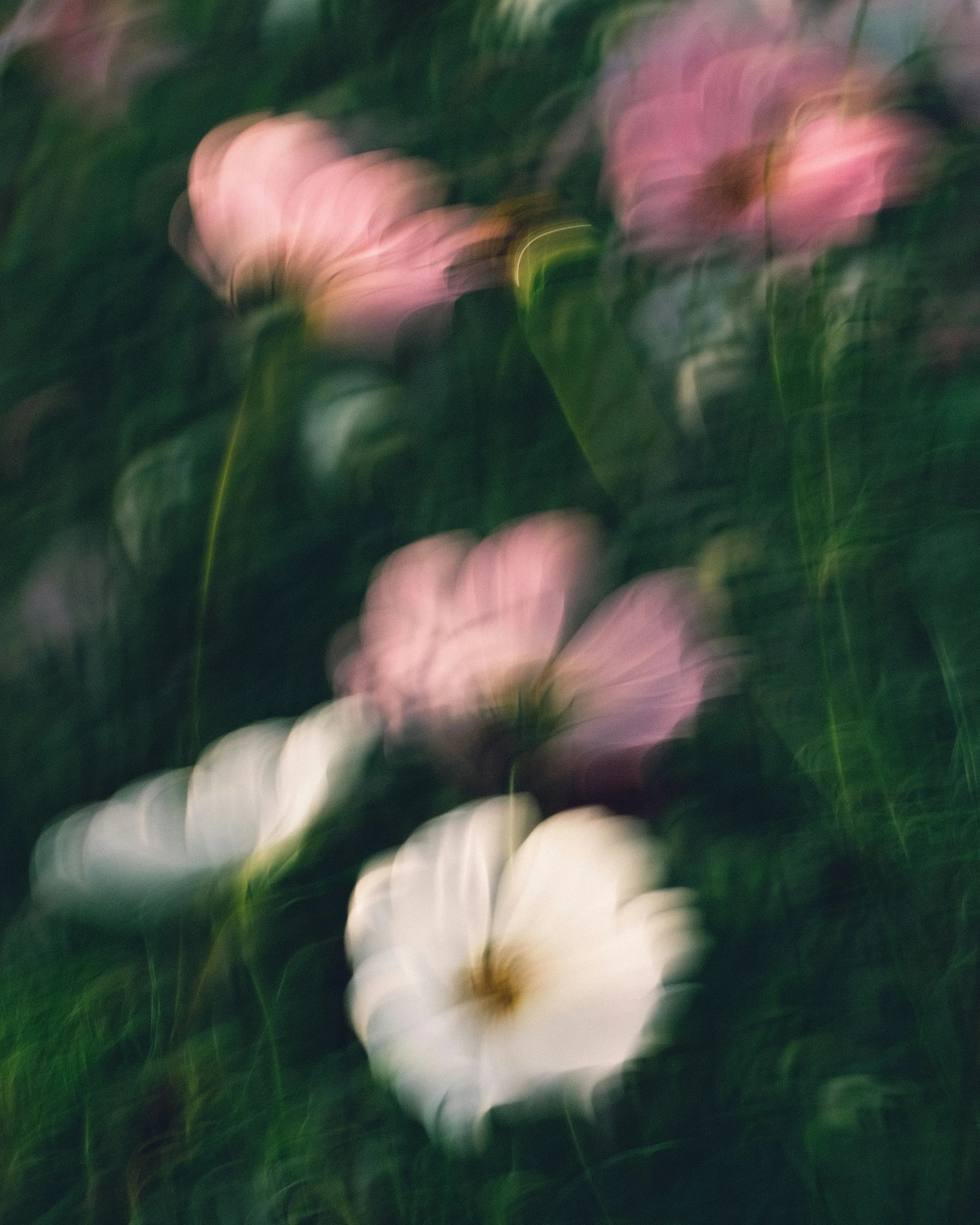Editorial visual — florals